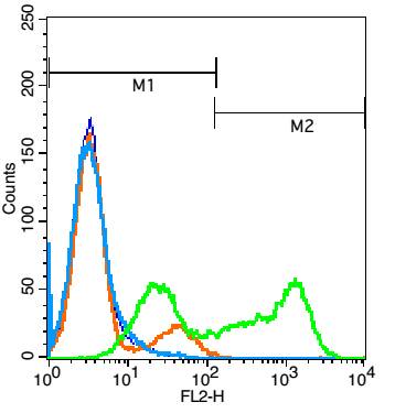 间变型淋巴瘤激酶抗体