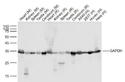 3-磷酸甘油醛脱氢酶（内参）重组兔单克隆抗体