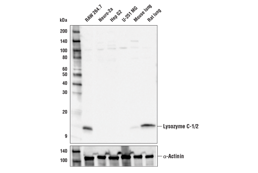 Lysozyme C-1/2 Antibody