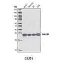 HMGB1 Antibody
