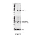 Cleaved Caspase-9 (Asp315) (D8I9E) Rabbit mAb