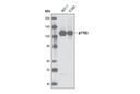 PI3 Kinase Antibody Sampler Kit