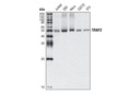 TRAF2 (C192) Antibody