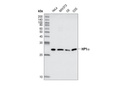 HP1α Antibody