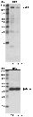 Anti-rabbit IgG (H+L) Biotinylated Antibody