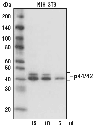 Anti-mouse IgG AP-linked Antibody