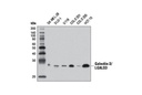 Galectin-3/LGALS3 Antibody