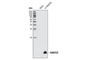 RANTES Antibody (Rodent Specific)
