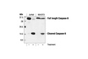 Caspase-6 Antibody