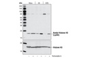 Acetyl-Histone H3 (Lys56) Antibody