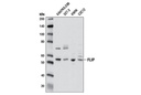 FLIP (D16A8) Rabbit mAb