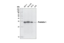 PHB1 Antibody