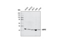 ARP2 Antibody