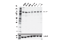 KIF5B Antibody