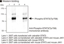 Anti-Phospho-STAT3 (Tyr708) mAb