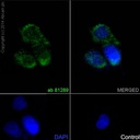 Anti-CD34 antibody [EP373Y]