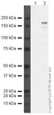 Anti-CRISPR-Cas9 antibody [7A9-3A3]
