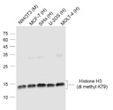 甲基化组蛋白H3(di methyl K79)单克隆抗体