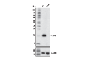 CRP2 Antibody
