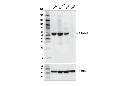 ALDH1A2 Antibody
